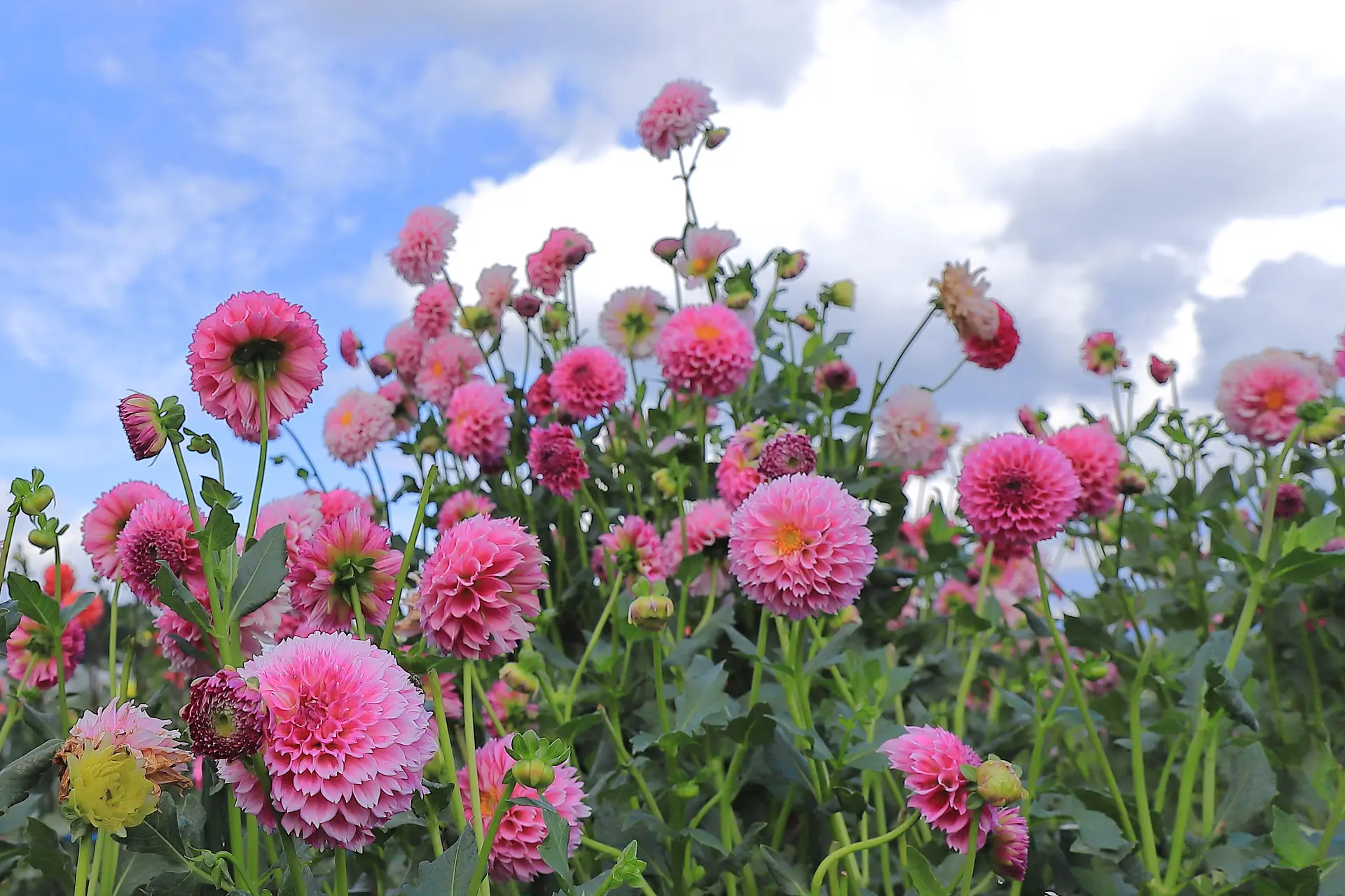 ポンポンダリア