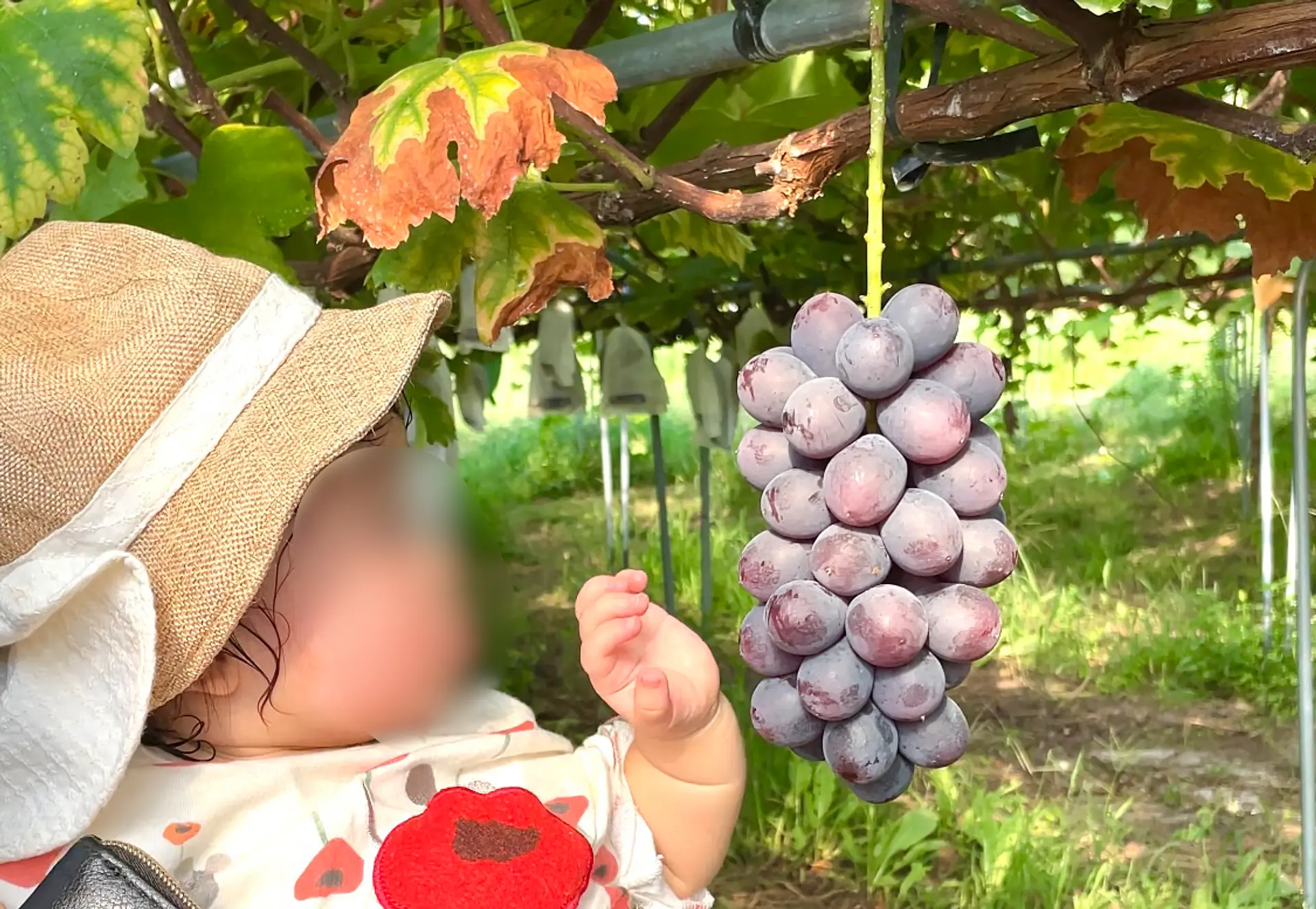 食べ放題の様子２