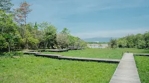 湿地の木道
