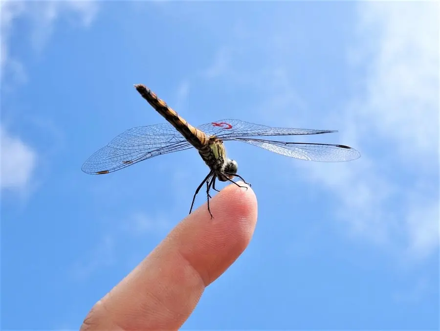 ございしょ自然学校”アカトンボふる里さがし大作戦