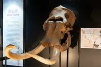 コロンビアマンモスの頭骨標本も！