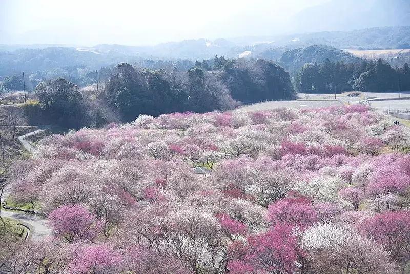 ดอกบ๊วยที่สวนเกษตร เมืองอินาเบะ（InabeCity）