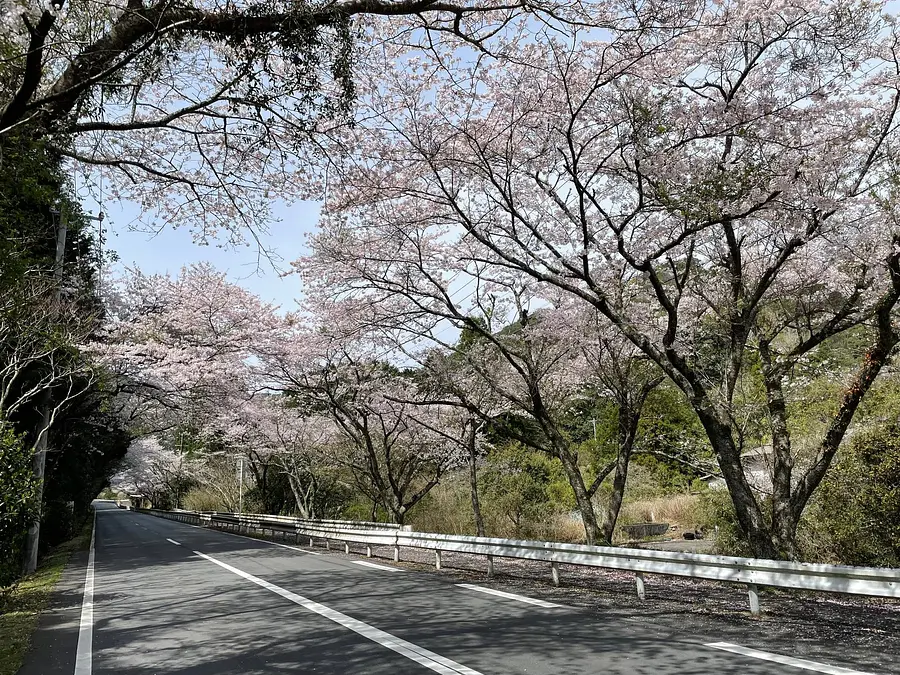 Cerezos en flor en ciudad de Minamiise Kamado)