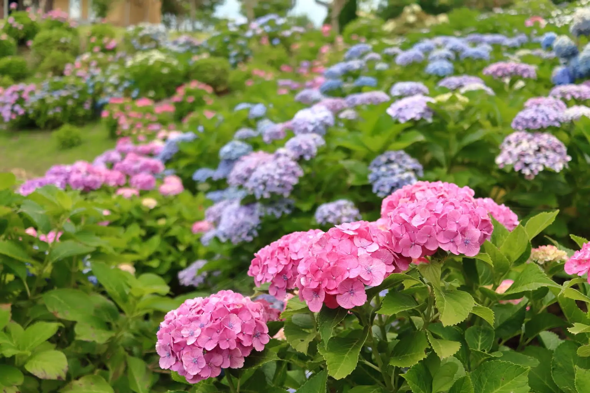 “2025年梅雨の紫陽花を求めて！”【三重県亀山市・鈴鹿市・東員町 彩る紫陽花スポット巡り(5選)】