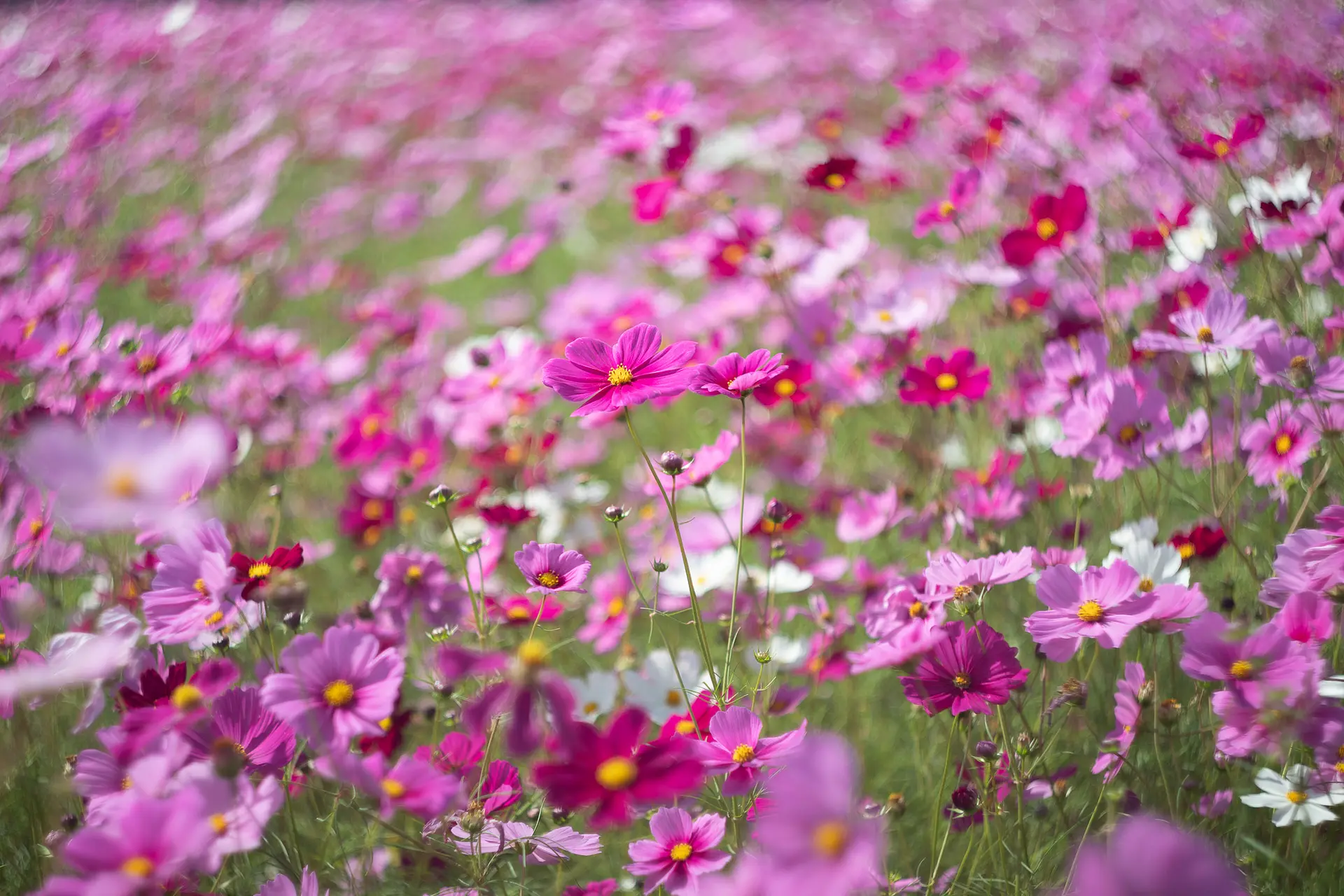 東員町のコスモス③
