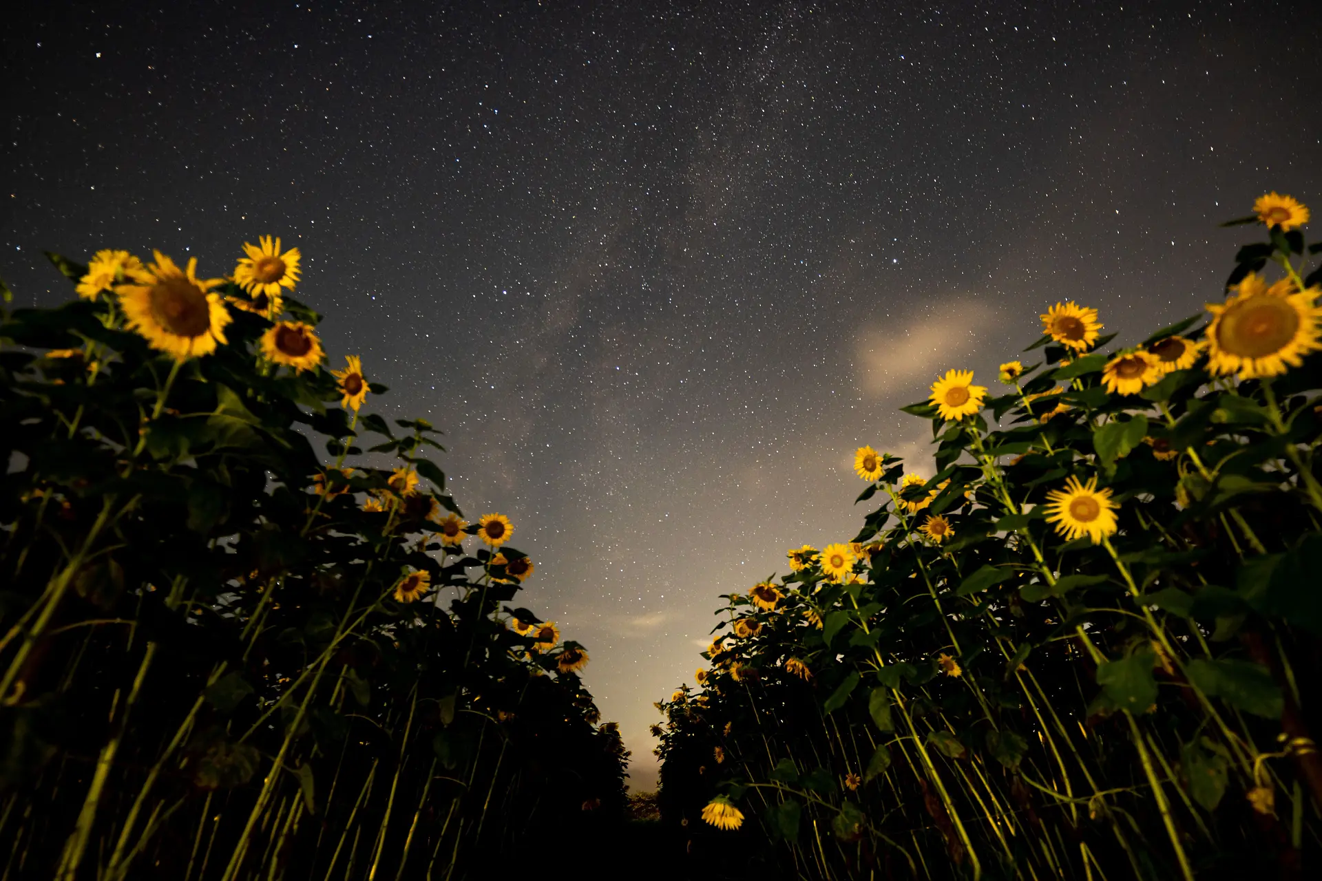 夜の伊勢寺　ひまわり畑と天の川