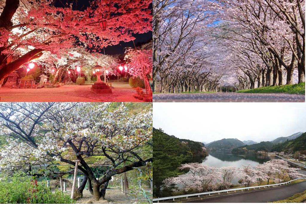【2024年版】津市芸濃町の桜スポット4選 観光三重(かんこうみえ) 三重県の観光・旅行情報はここ！