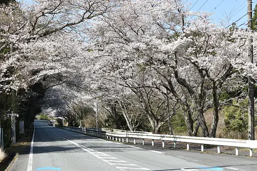 南伊勢町の桜（小方竈）