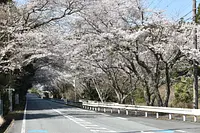 Cerezos en flor en ciudad de Minamiise Kamado)