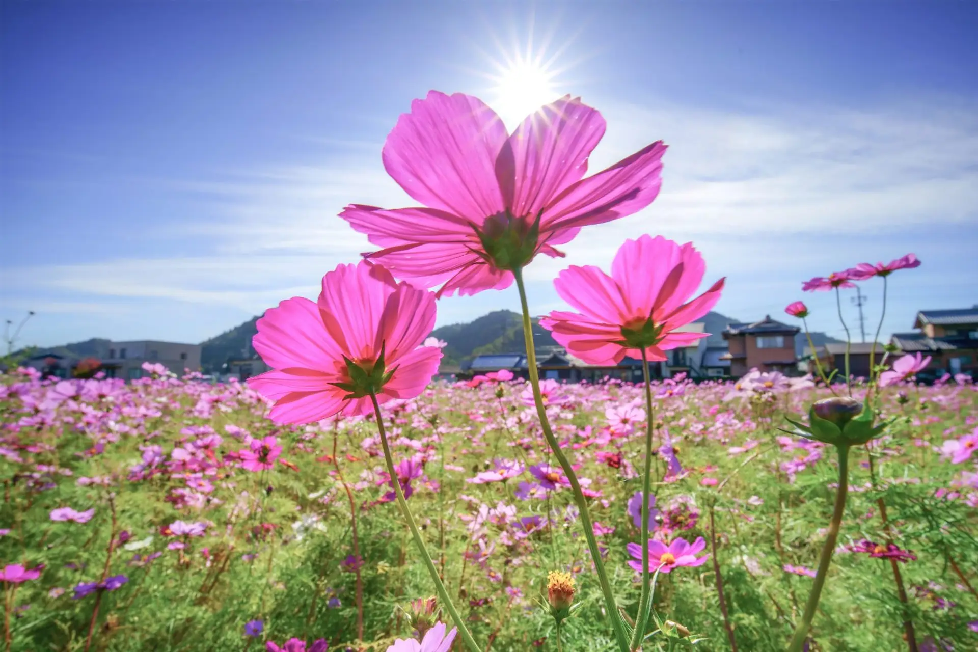 三重県コスモスの名所