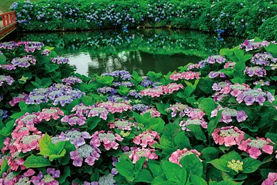 三重県のあじさいの名所