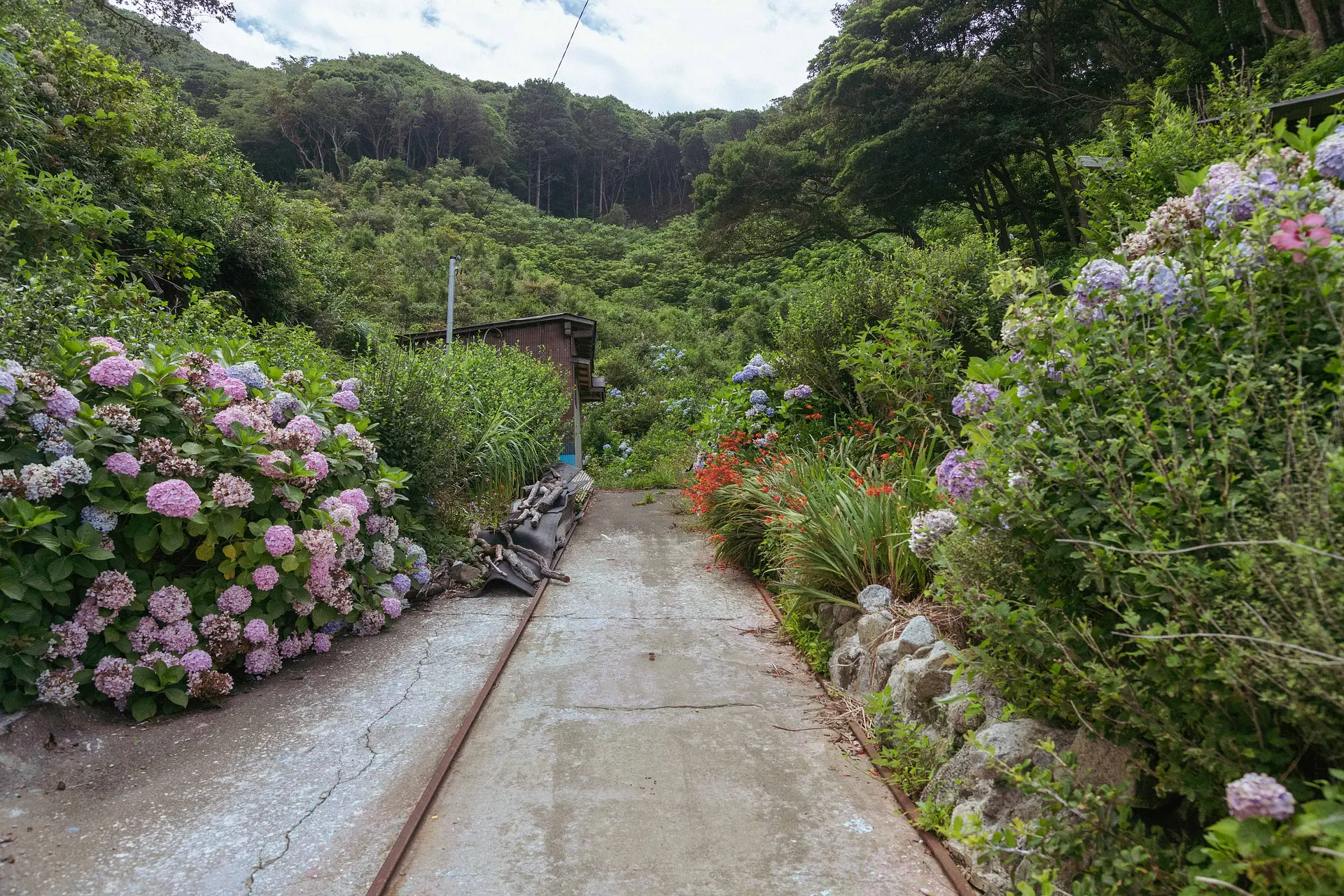 しろんご祭り03