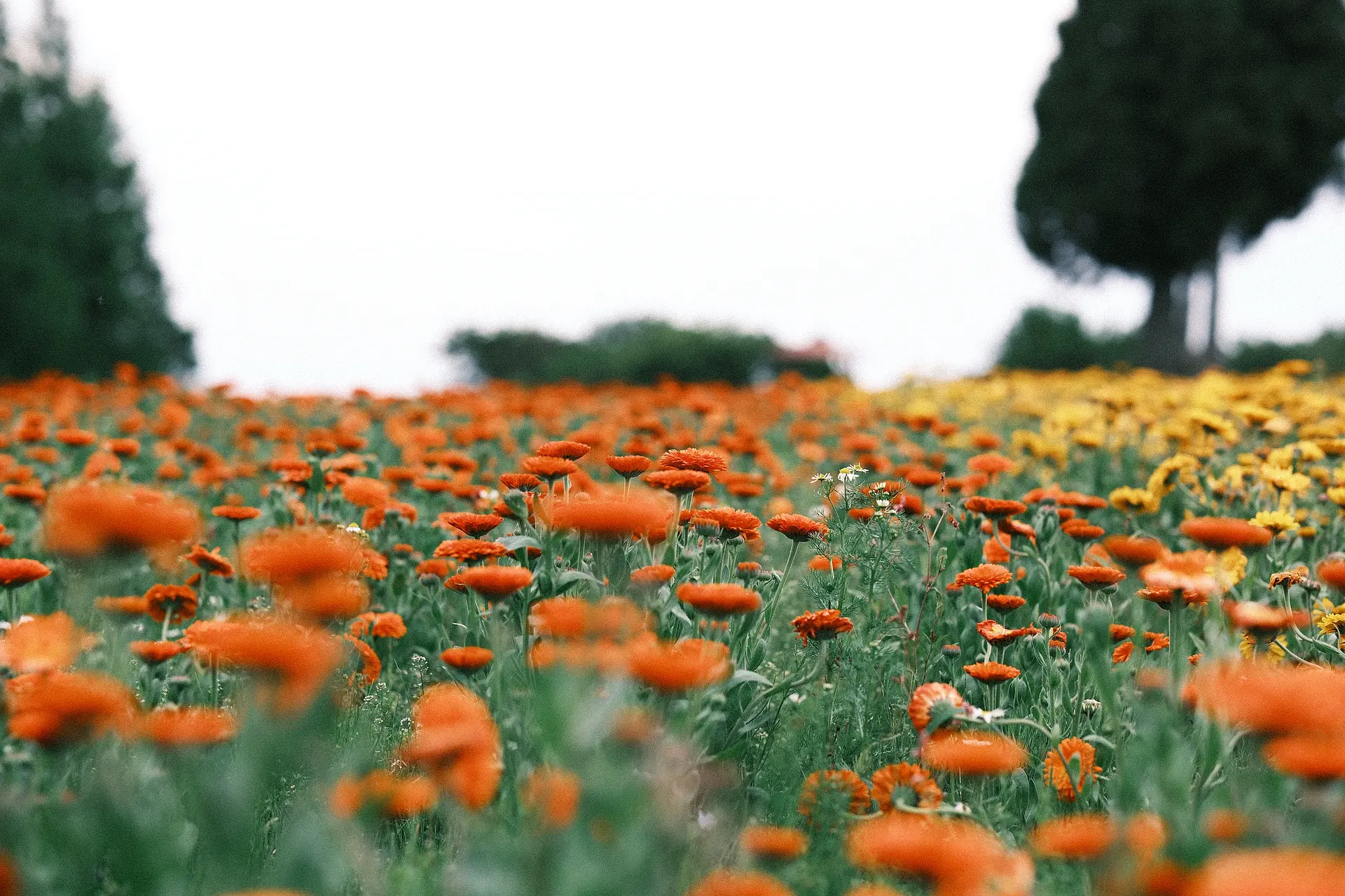 メナード青山リゾートのポットマリーゴールド