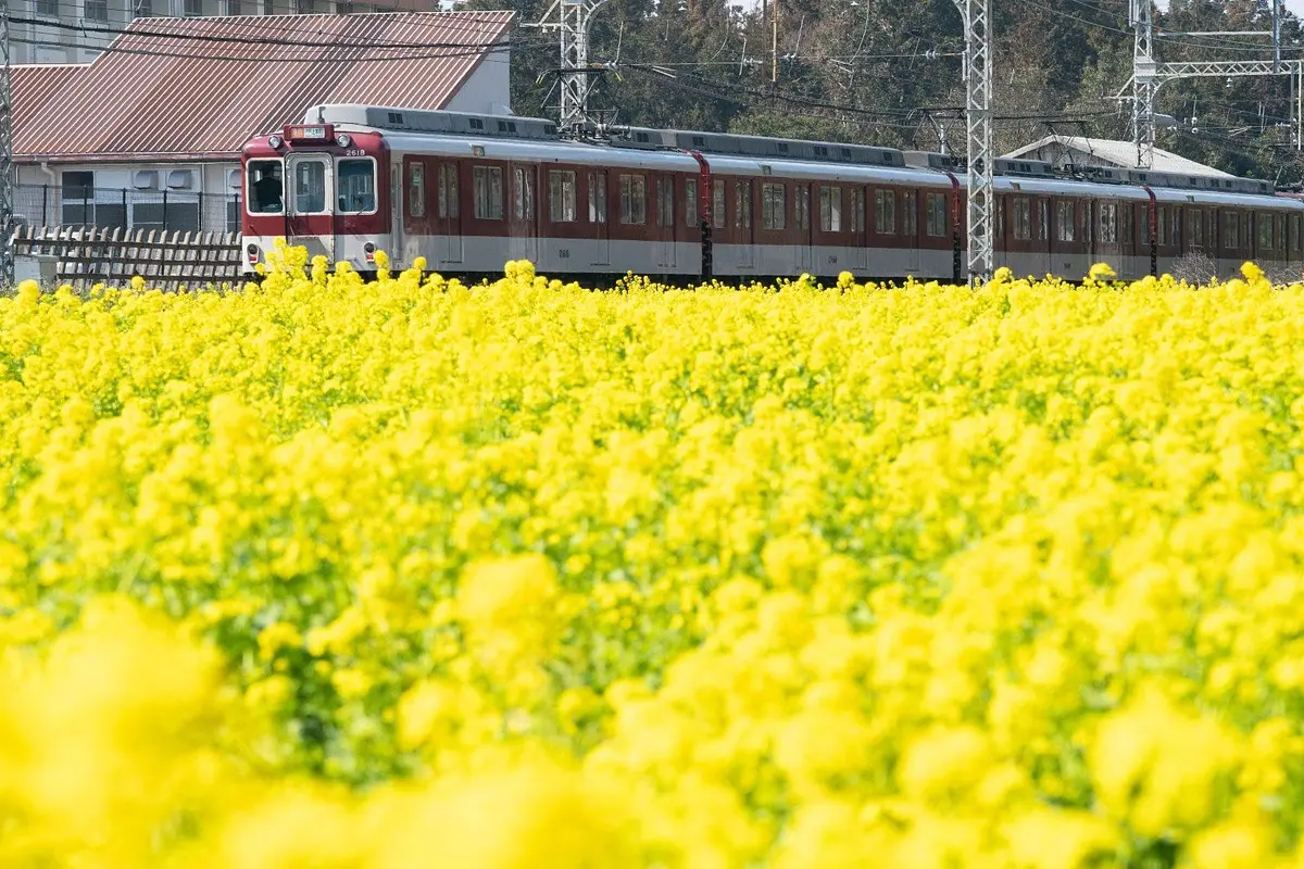 Famous rape blossom spots