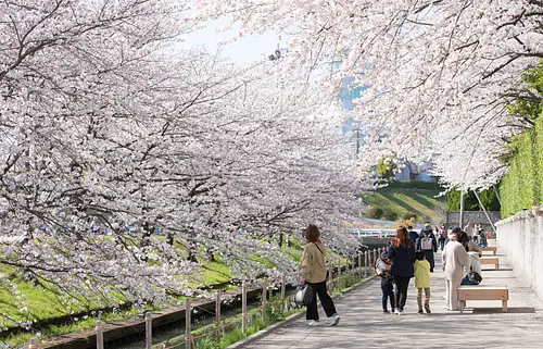 벚꽃길을 지나는 나바 나바나노사토（Nabananosato）에 사쿠라의 새로운 명소 (소메이 요시노)