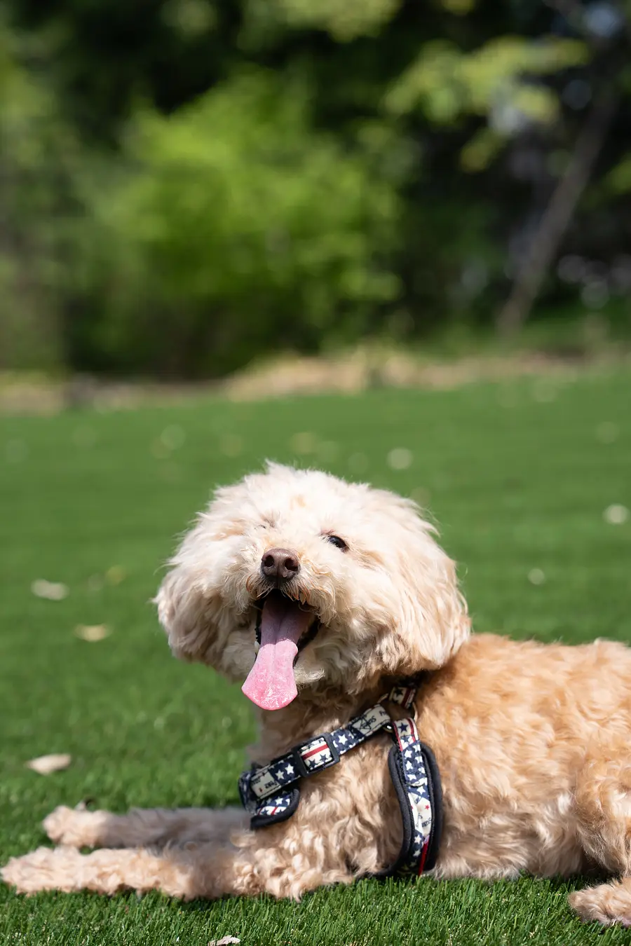 デカケルわんこびより