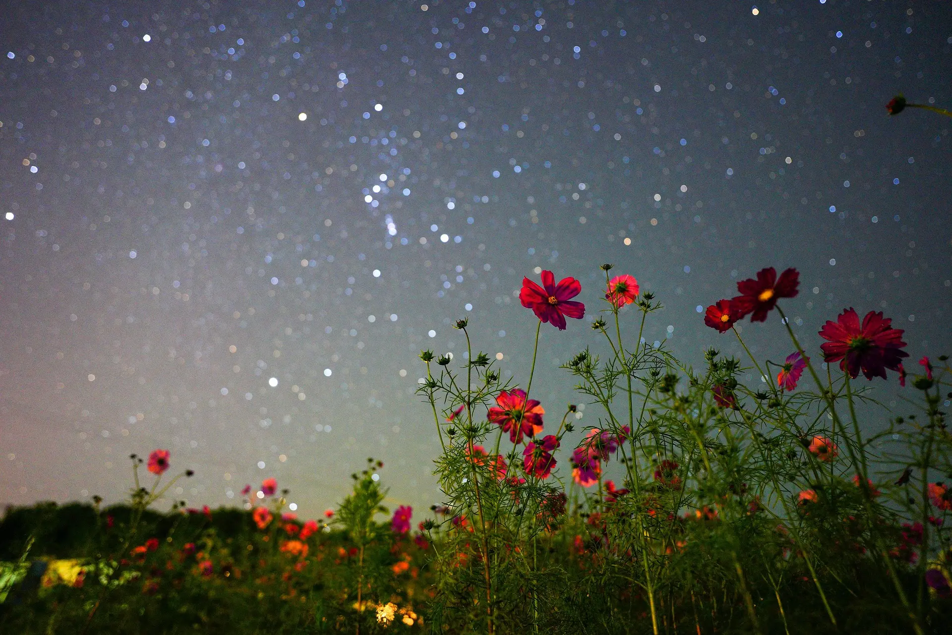 コスモスの夢