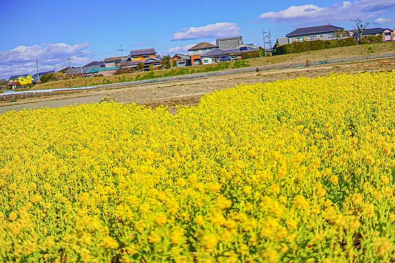 三重県の菜の花畑