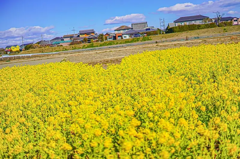 Rapeseed flower fields in Mie Prefecture