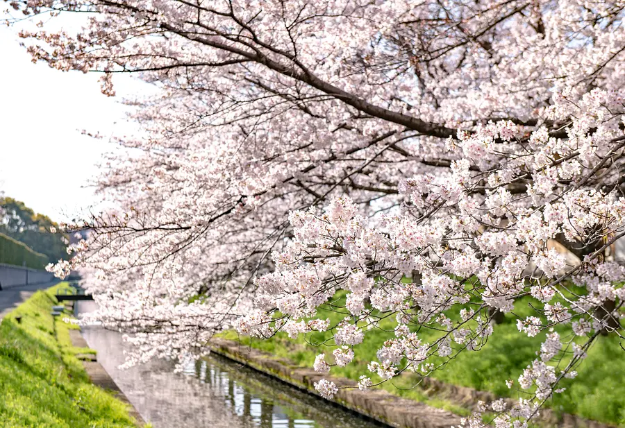 Un nuevo lugar de cerezos en flor en Nabana Nabananosato cerezos en flor (Somei Yoshino)