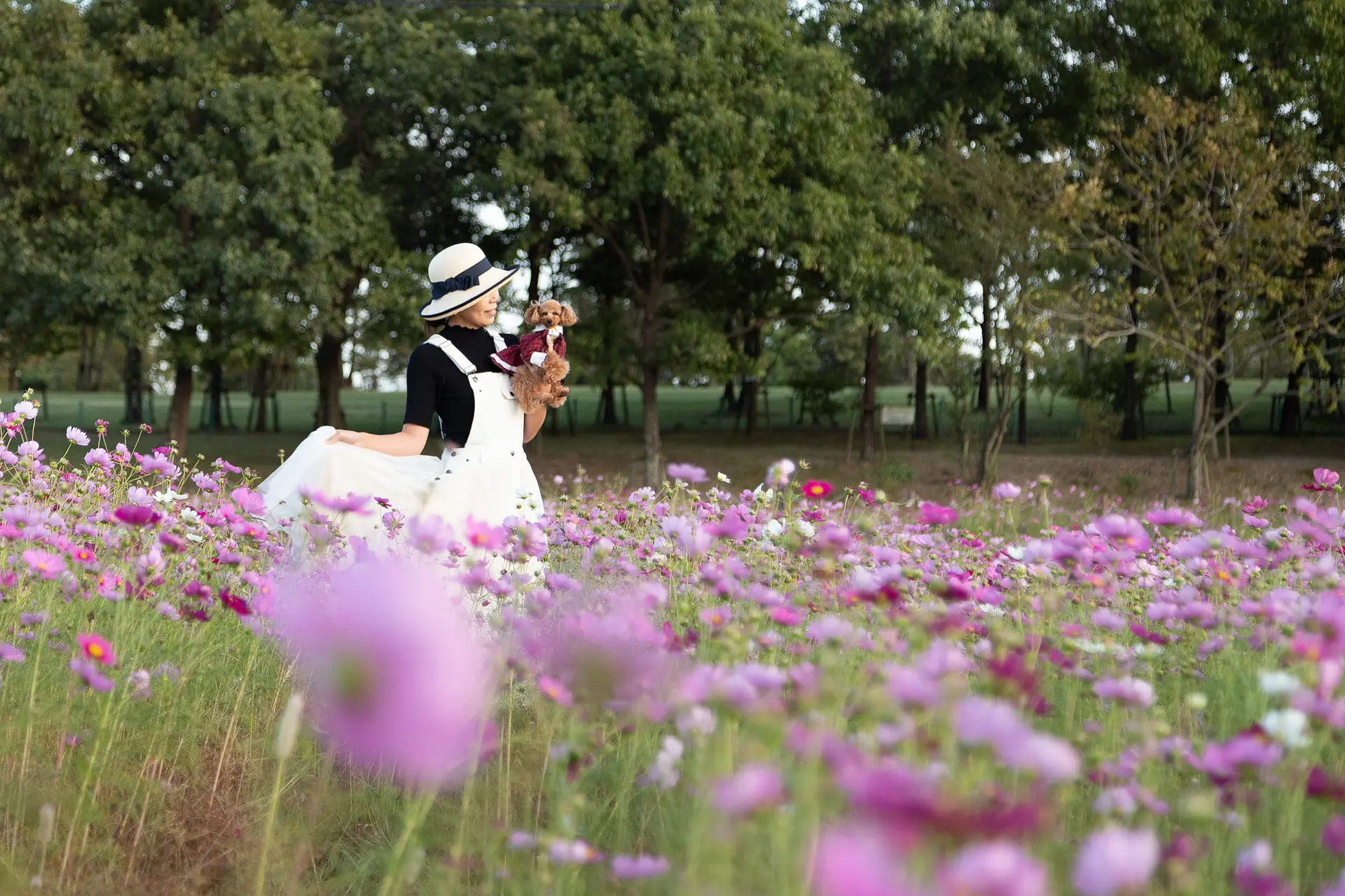 東員町のコスモス④