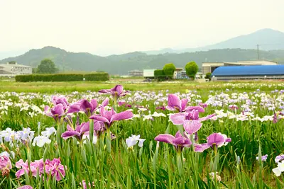 伊勢花しょうぶ園の花しょうぶ（3）