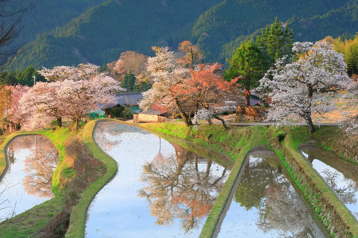 Mitaki cherry blossoms