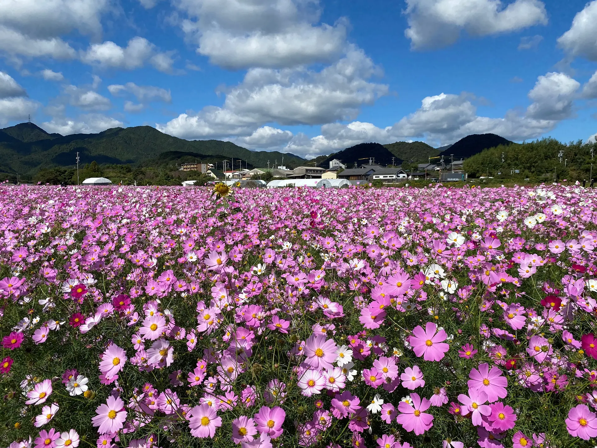 亀山市関町のコスモス