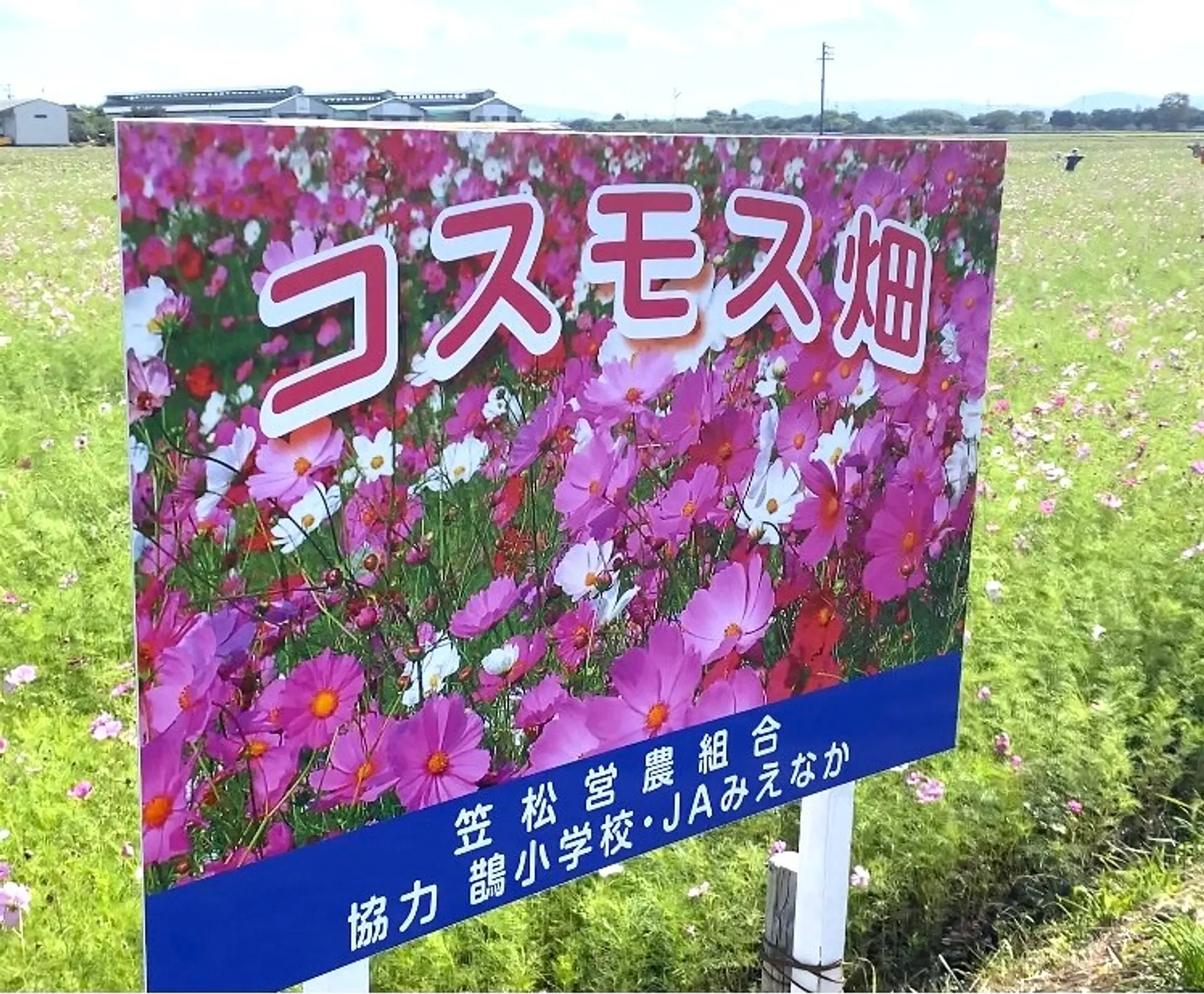 見頃は10月下旬頃まで