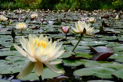 レッドヒルヒーサーの森の睡蓮（1）