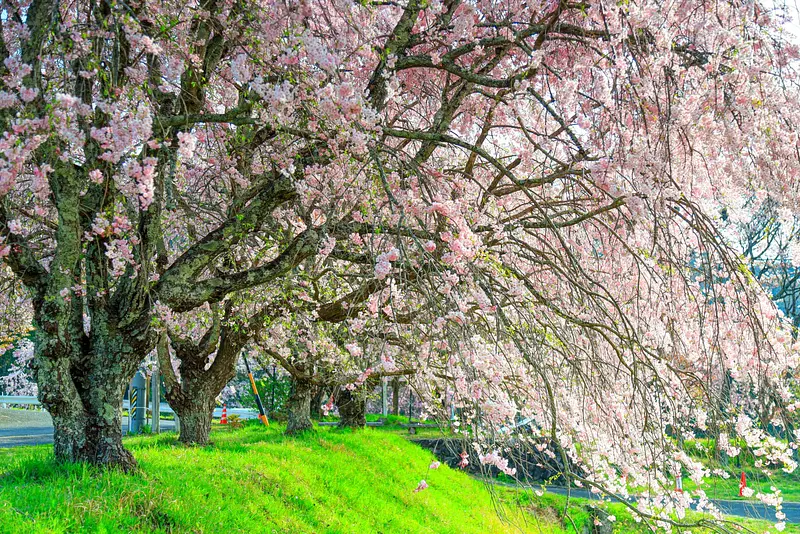 Mitaki cherry blossoms