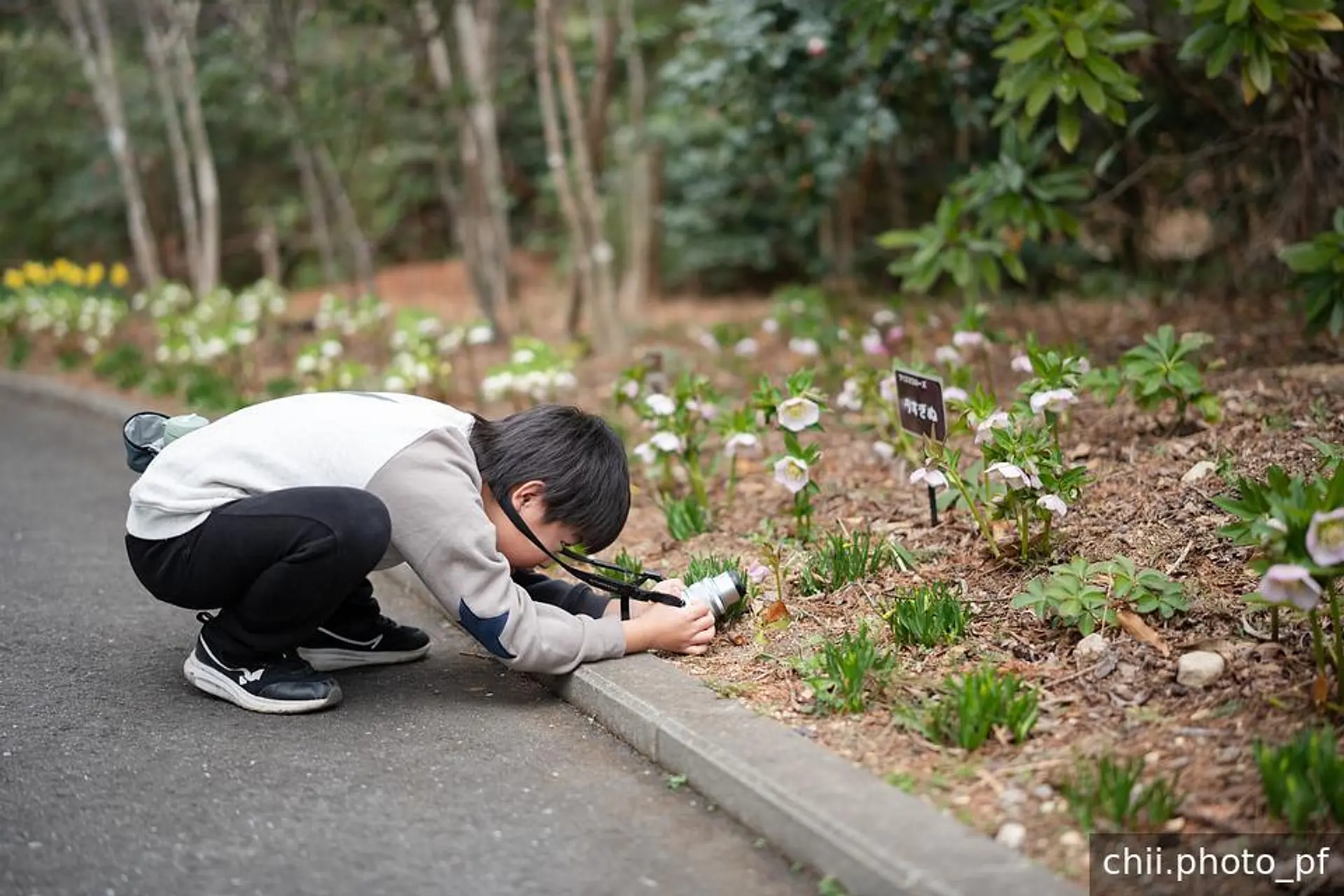 クリスマスローズ