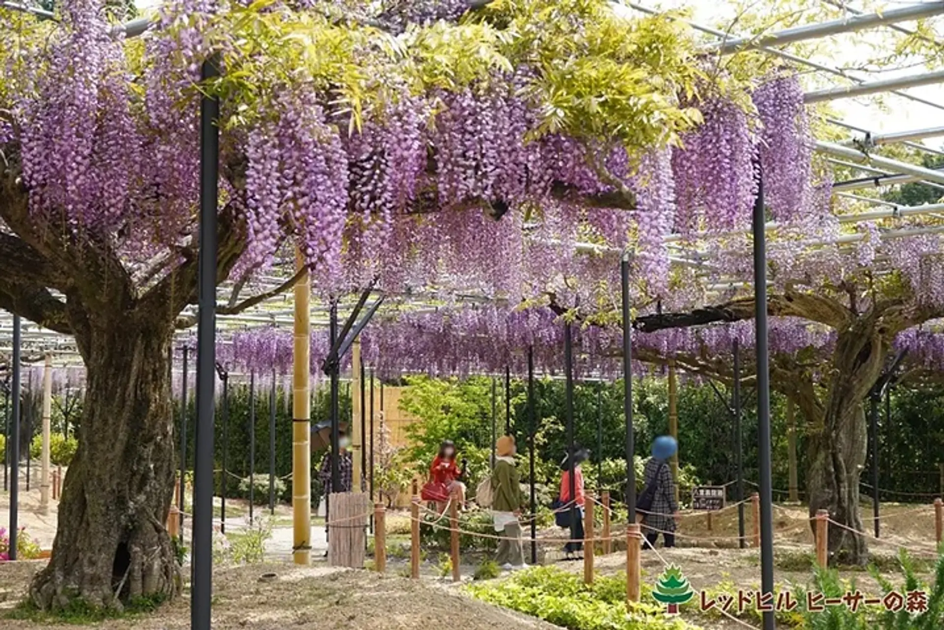 レッドヒルヒーサーの森　「藤のガーデン」