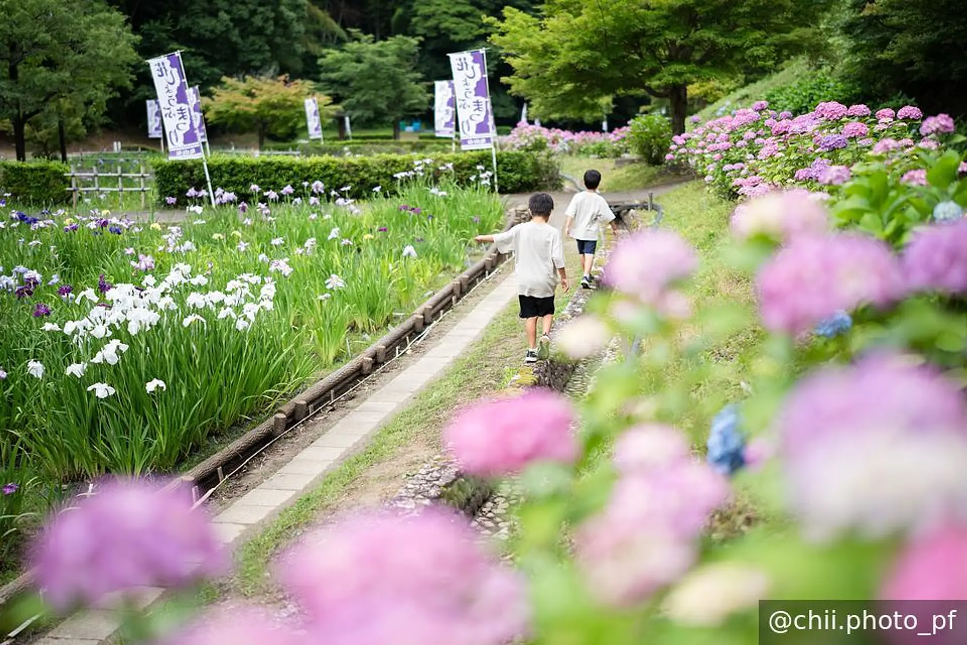 見頃の紫陽花と花菖蒲