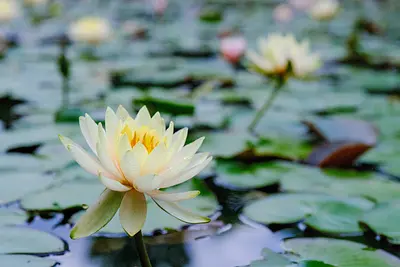 レッドヒルヒーサーの森の睡蓮（2）