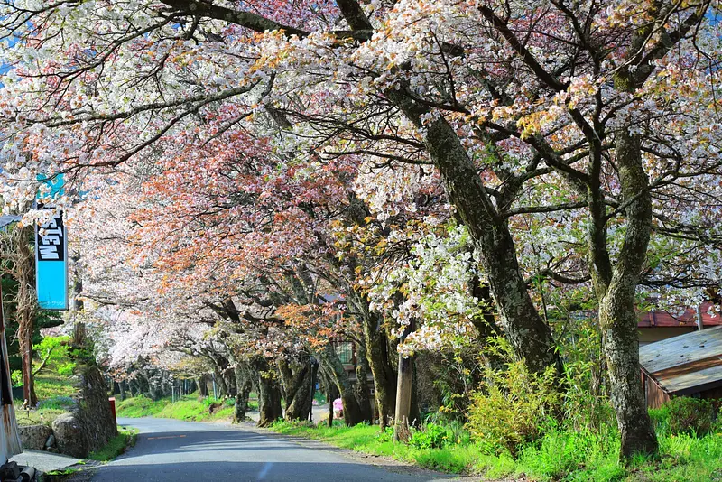 Mitaki cherry blossoms