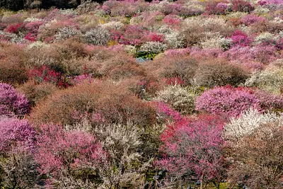 いなべ市農業公園（31）