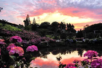 かざはやの里のあじさい（1）