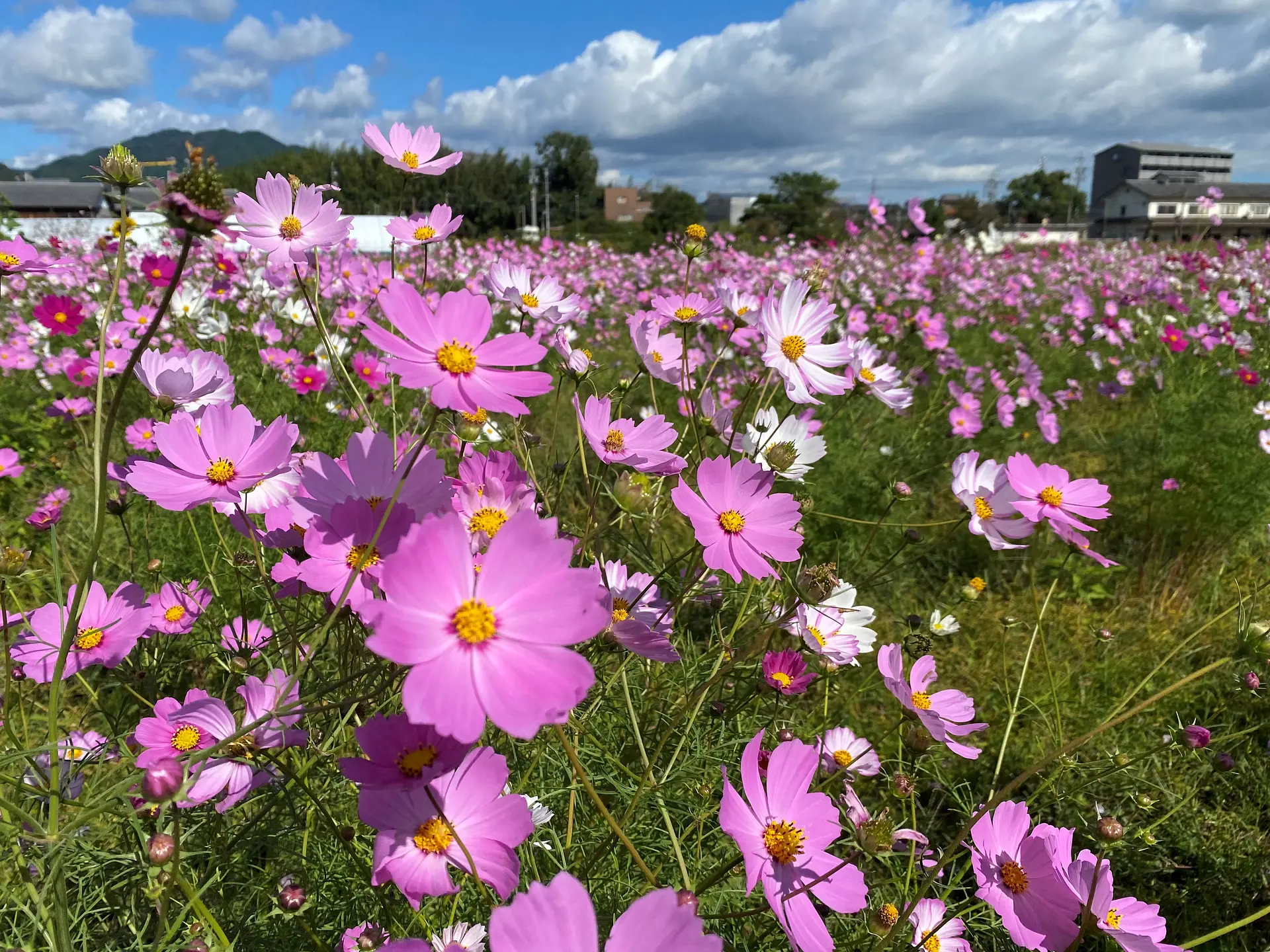 JR関駅のコスモス畑