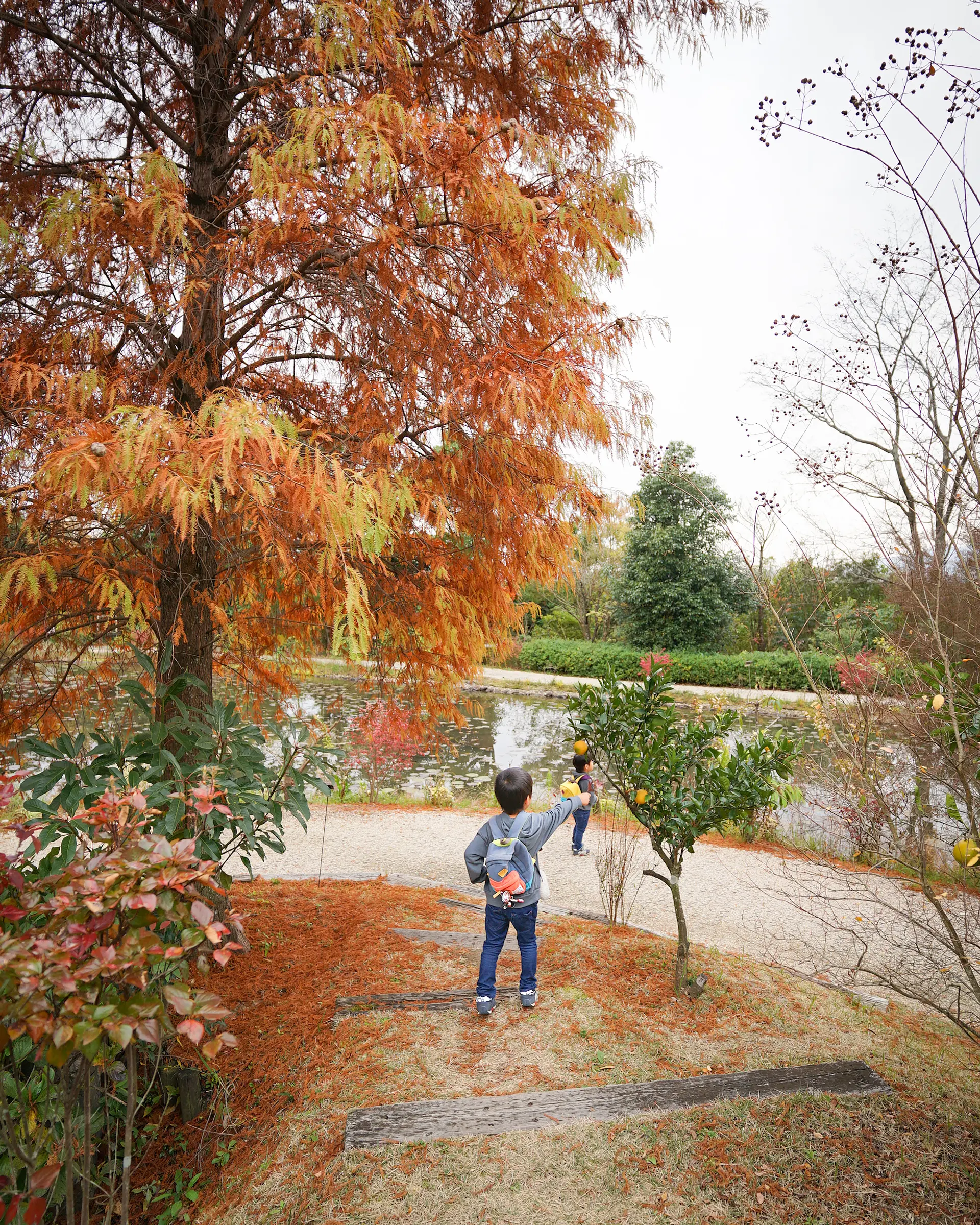 スイレン池のラクウショウ