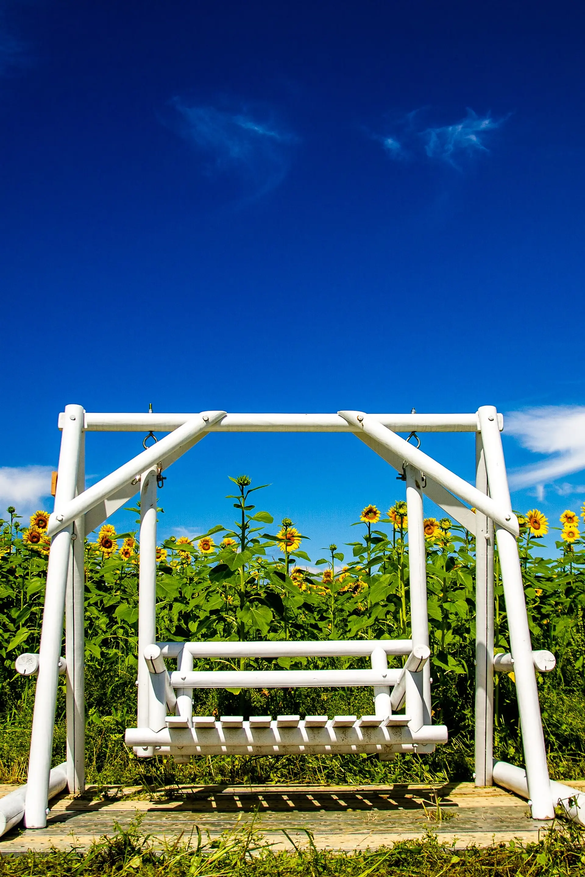 ブランコとひまわり