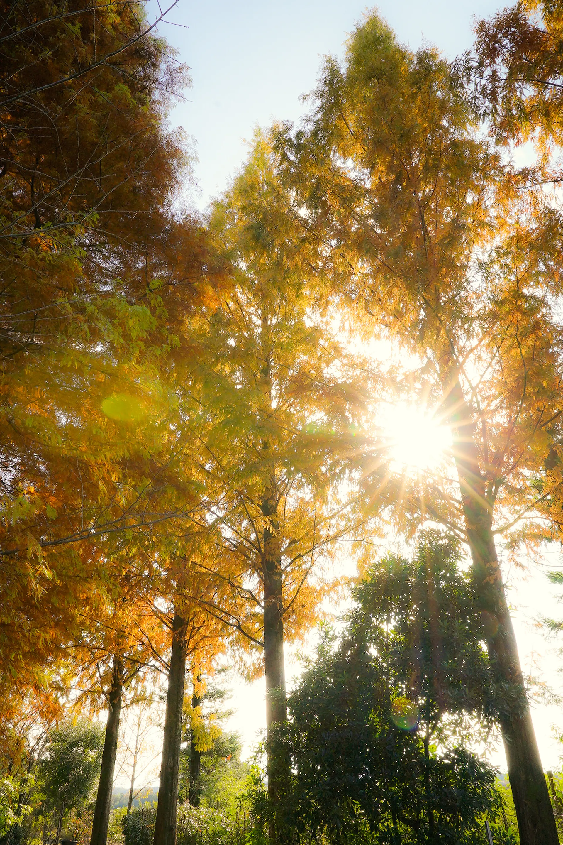 メタセコイア並木