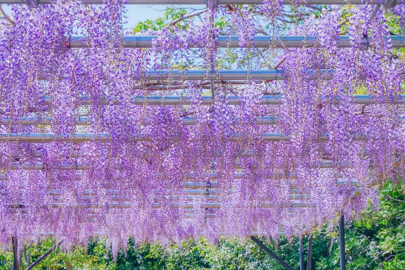红山石南森林（RedHilForestofHisa）“紫藤花园”