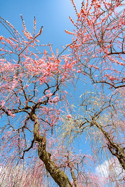 いなべ市農業公園（33）