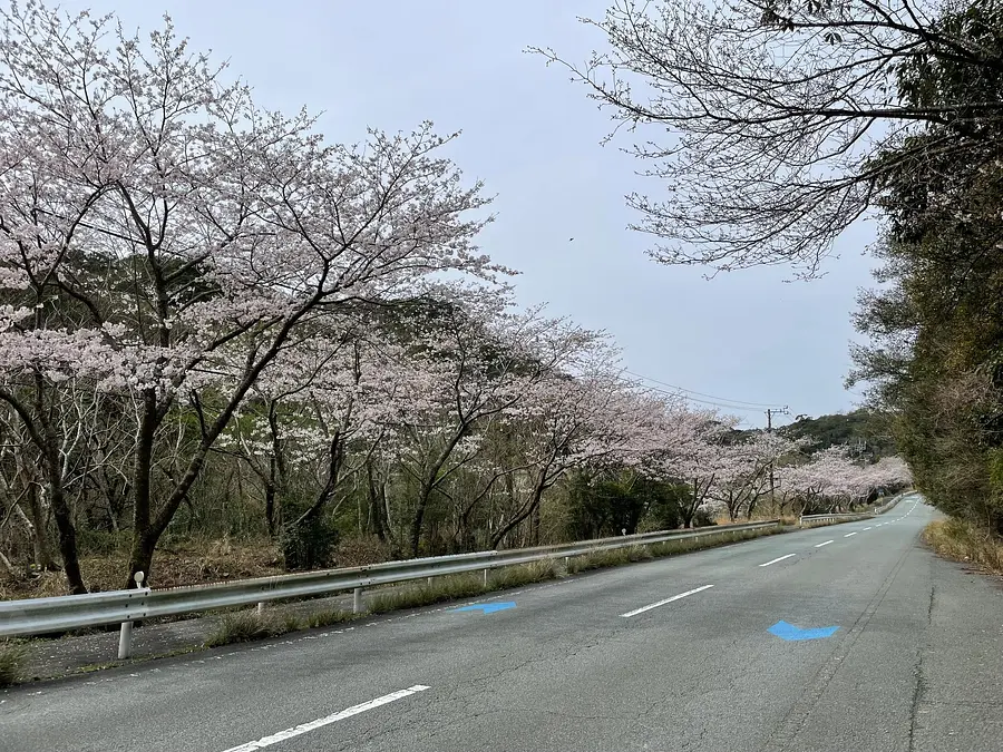 Cerezos en flor en ciudad de Minamiise (Michikata)