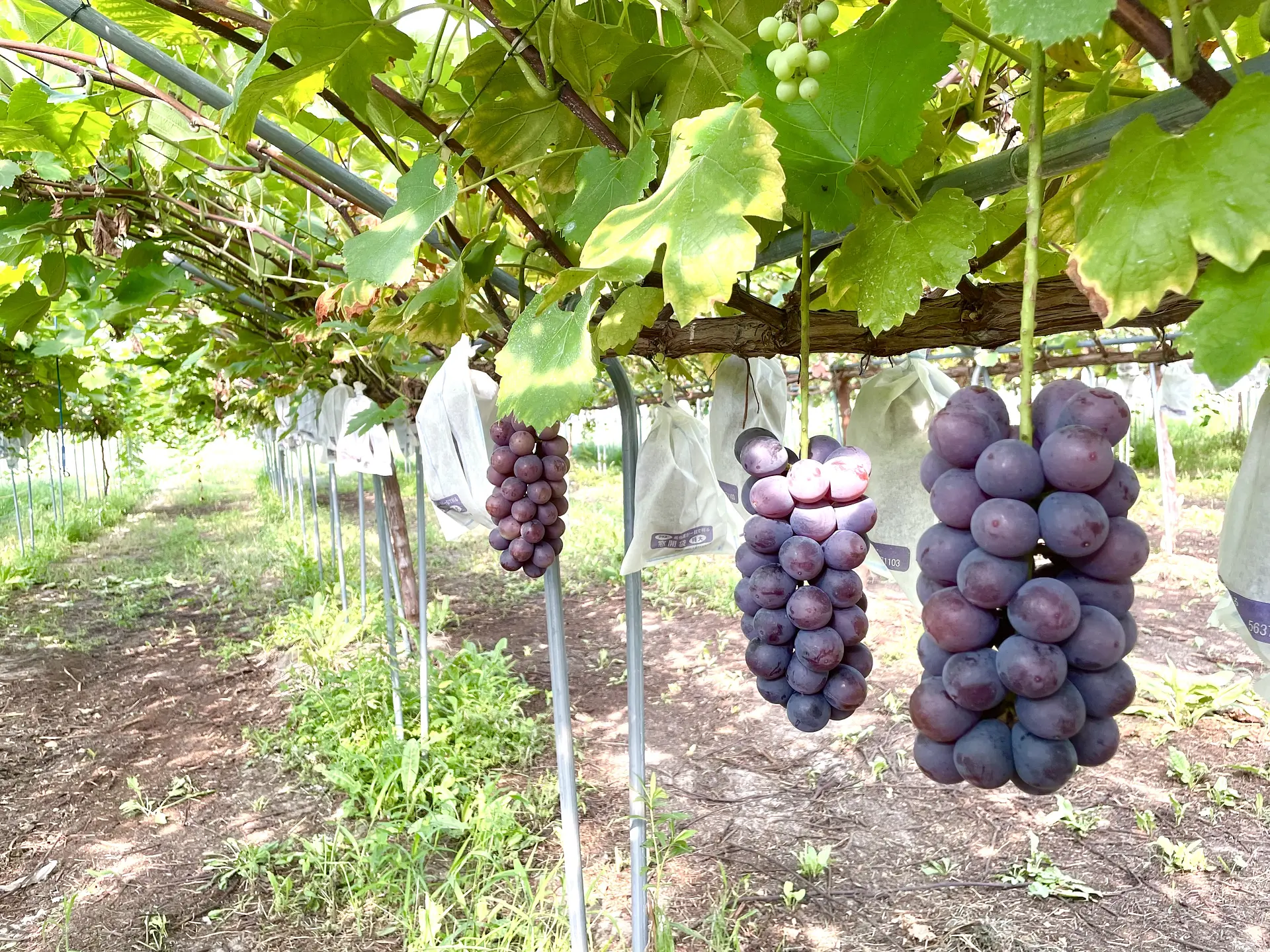食べられる目安