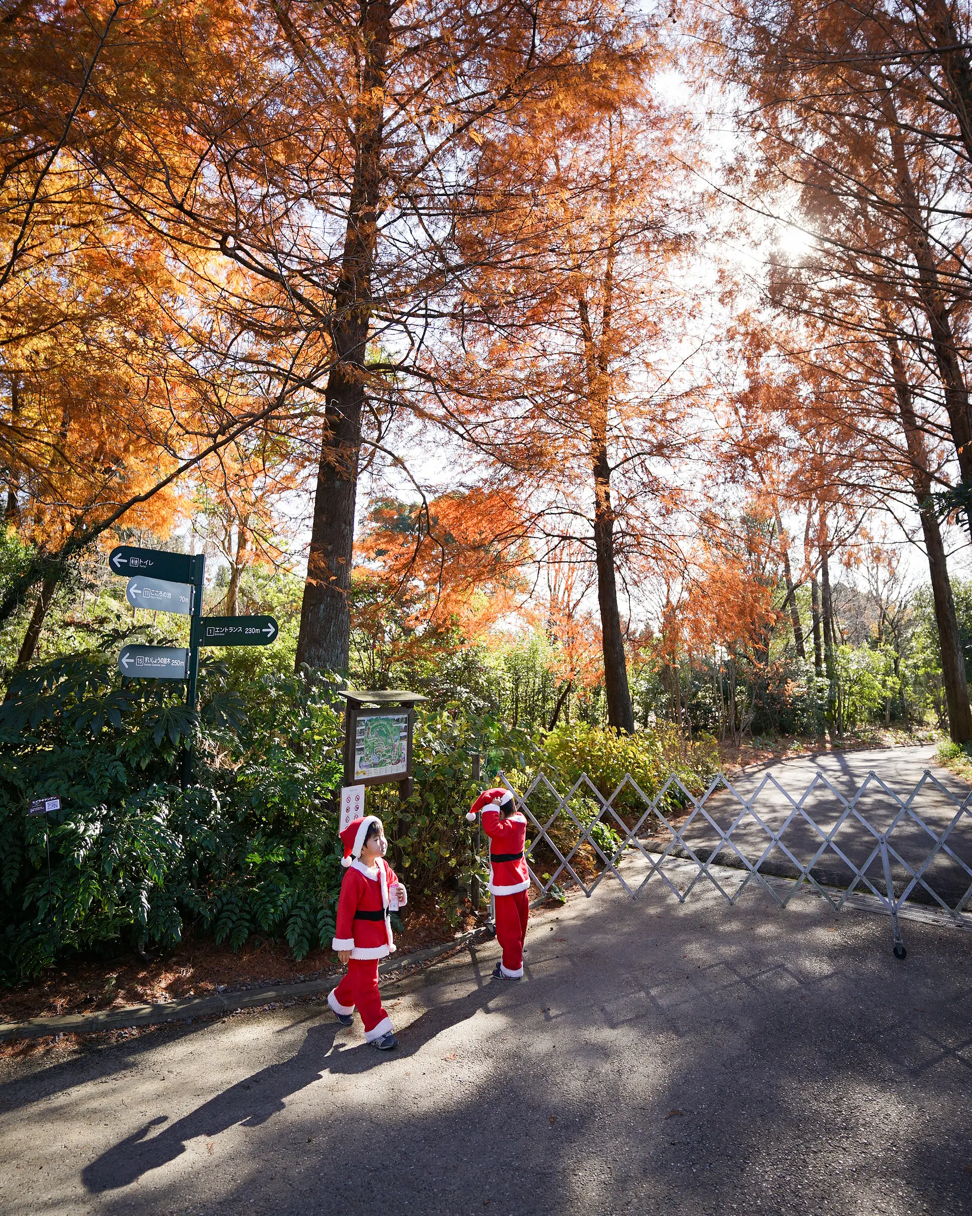 ラクウショウとメタセコイア