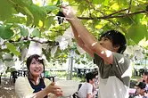 山口観光ぶどう梨園　ぶどう狩り