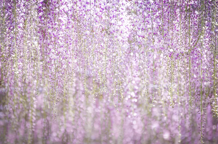 紫藤窗簾