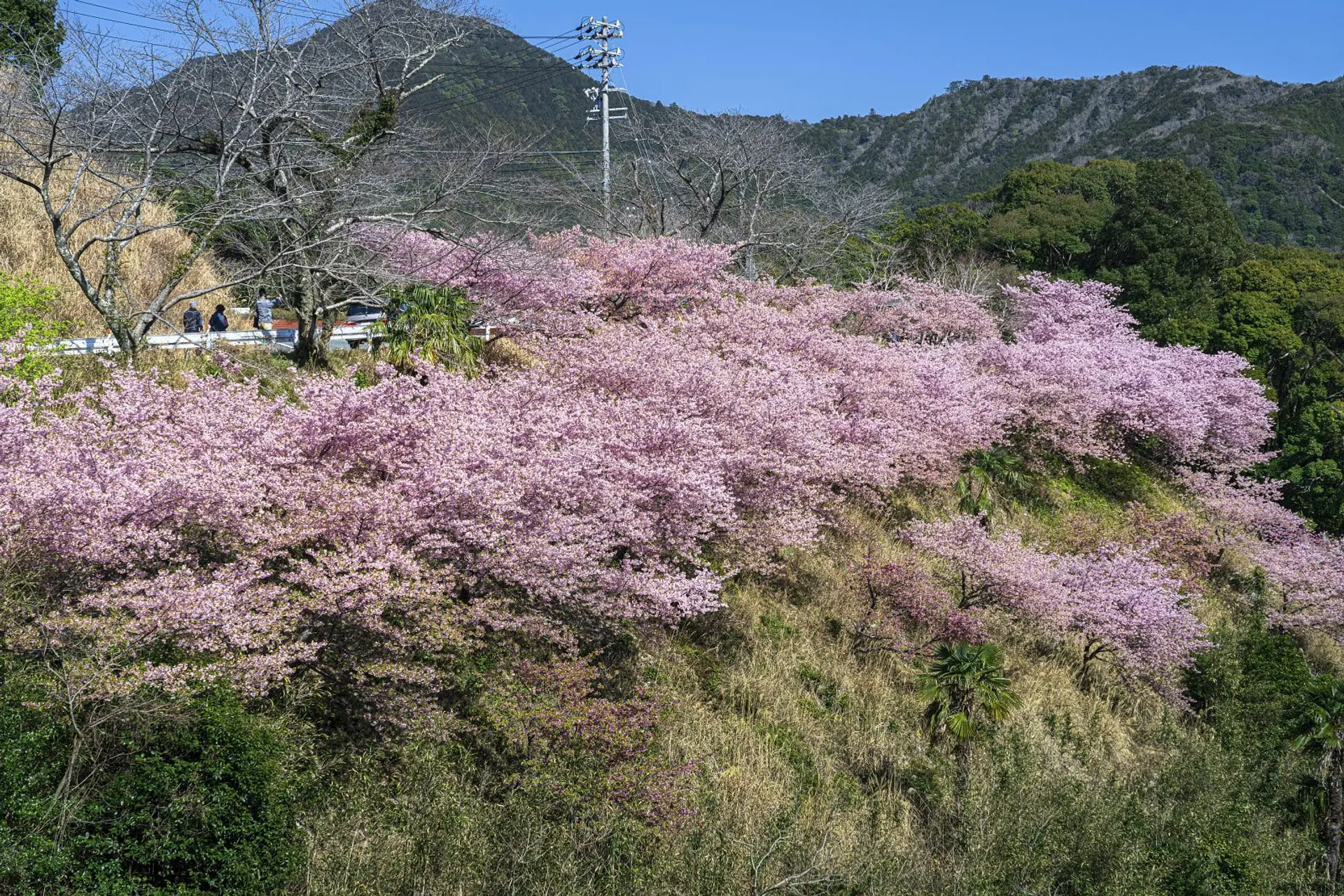 河村瑞賢公園の河津桜